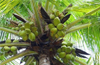 Fall from coconut tree claims life of two in separate incidents